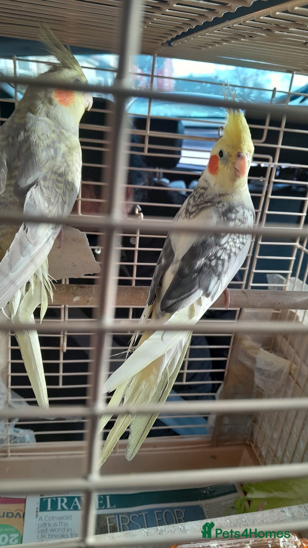 Cockatiels birds for sale: cockatiels  - Image 6