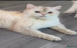 British Shorthair cats for sale: Beautiful golden white British short hair  - Image 11