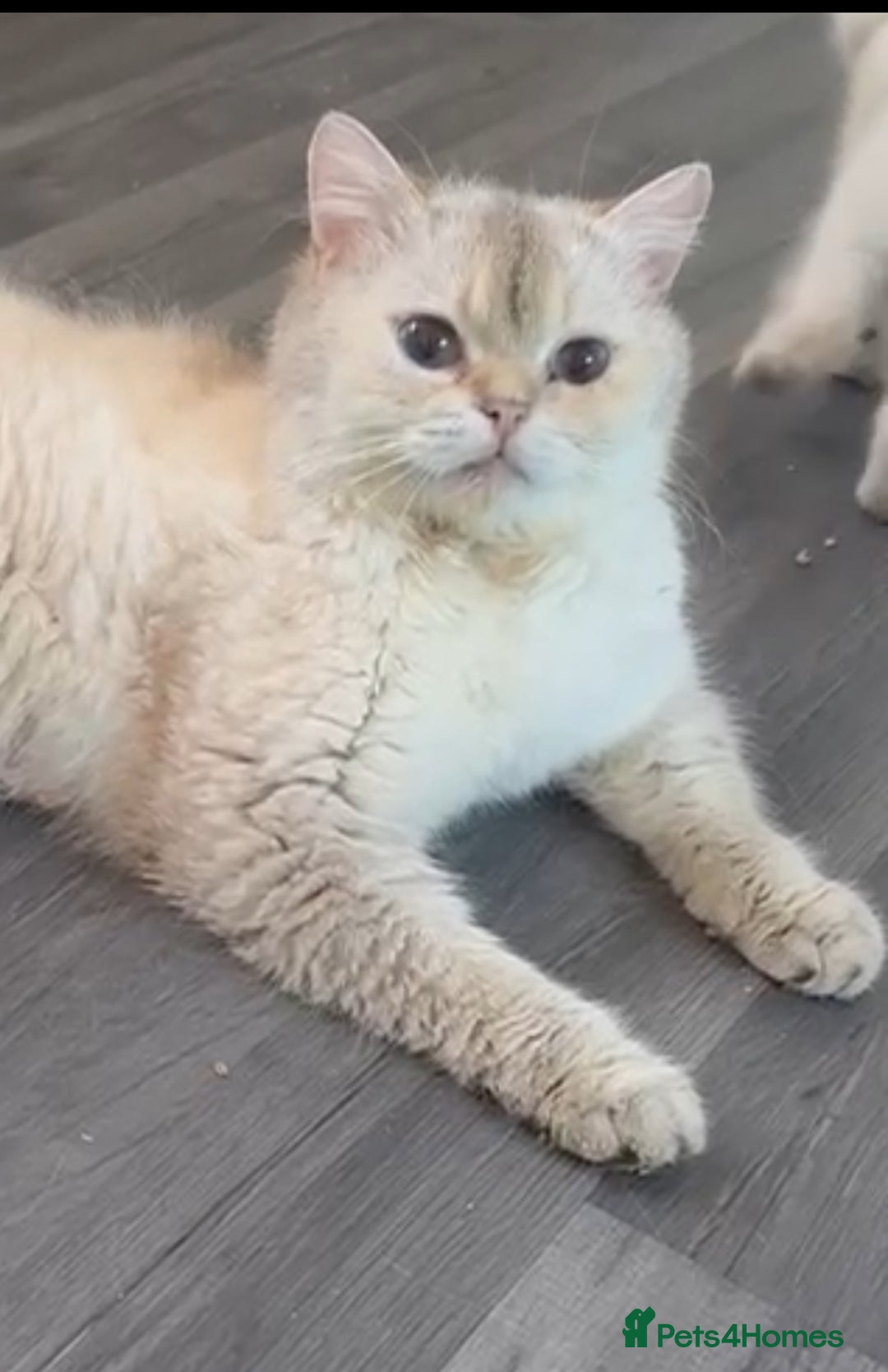 British Shorthair cats for sale: Beautiful golden white British short hair  - Image 11