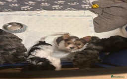 Yorkshire Terrier dogs for sale: Colourful Yorkshire terrier  - Image 9