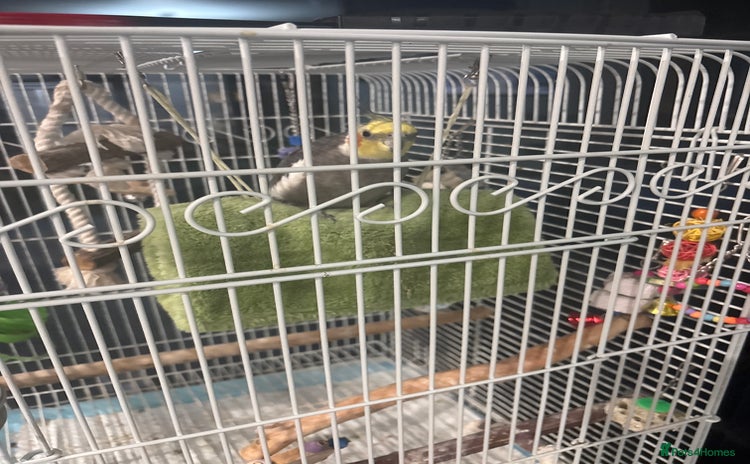 Cockatiels birds - Advert 2