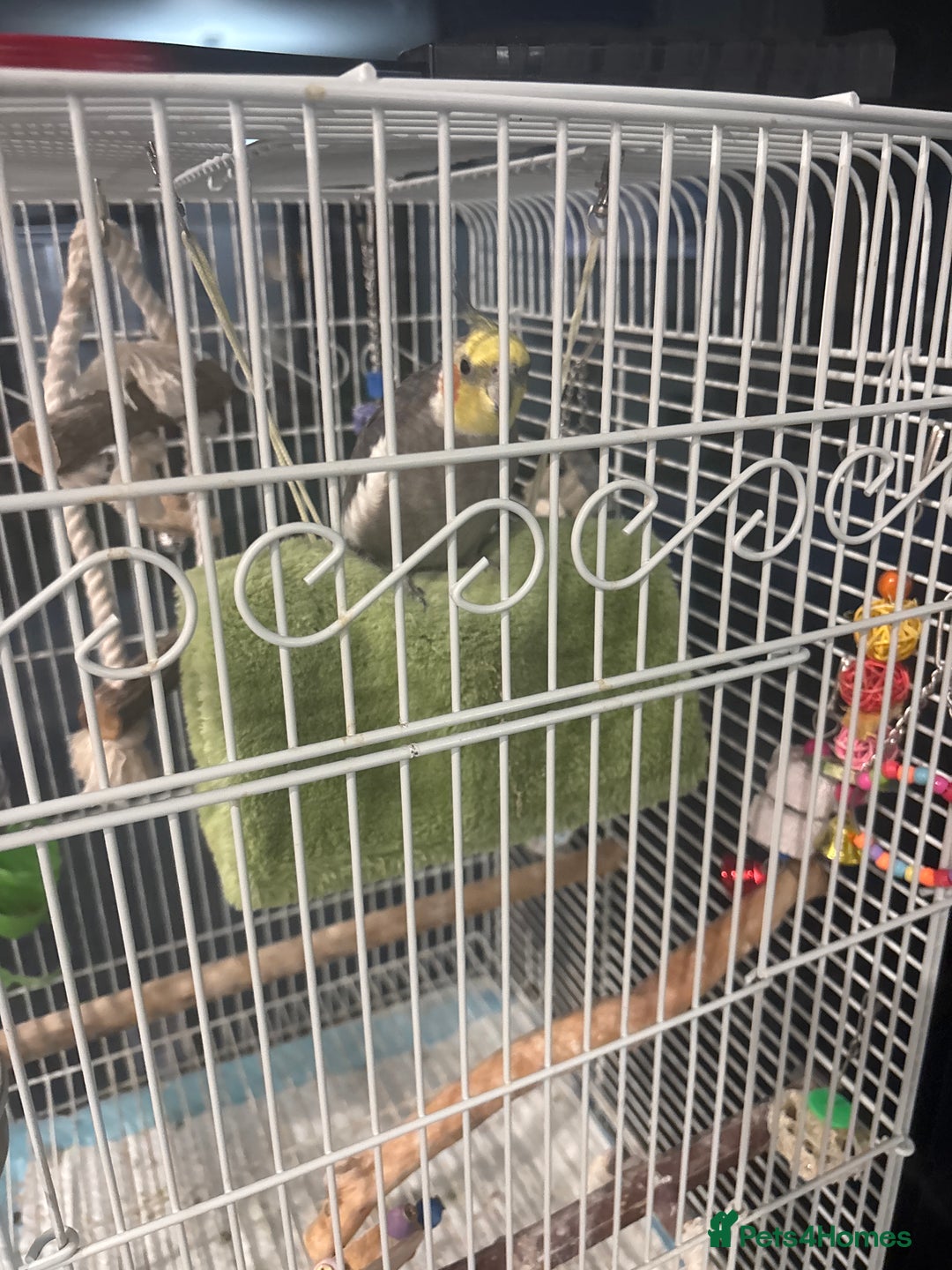 Cockatiels birds for sale: Cockatiel and cage  - Image 1