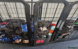 Patterdale Terrier dogs for sale: Patterdale x lakeland  - Image 15
