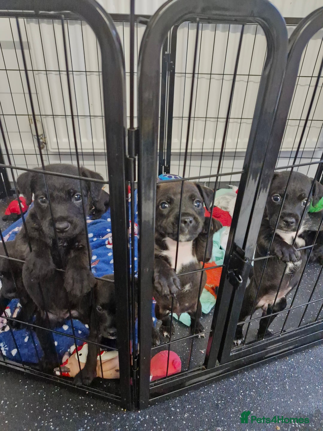 Patterdale Terrier dogs for sale: Patterdale x lakeland  - Image 15