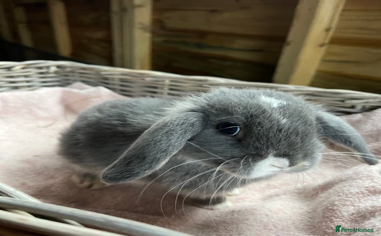 Mini Lop rabbits Gorgeous mini lops  - Advert 1