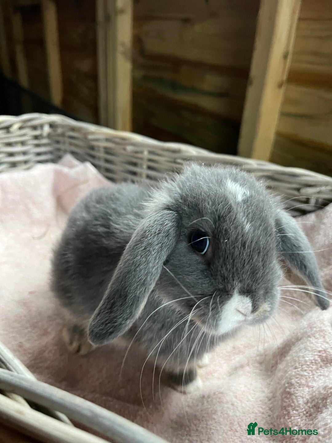 Mini Lop rabbits for sale: Gorgeous mini lops  - Advert 1