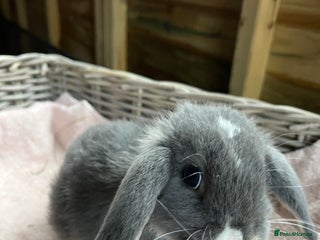 Mini Lop rabbits for sale: Gorgeous mini lops - Advert 1