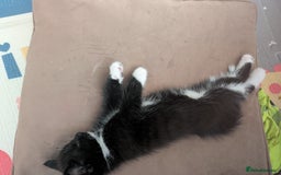 Domestic Shorthair cats for sale: Kittens - Advert 5