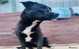 Mixed Breed dogs for adoption: Little Lucky - Image 3