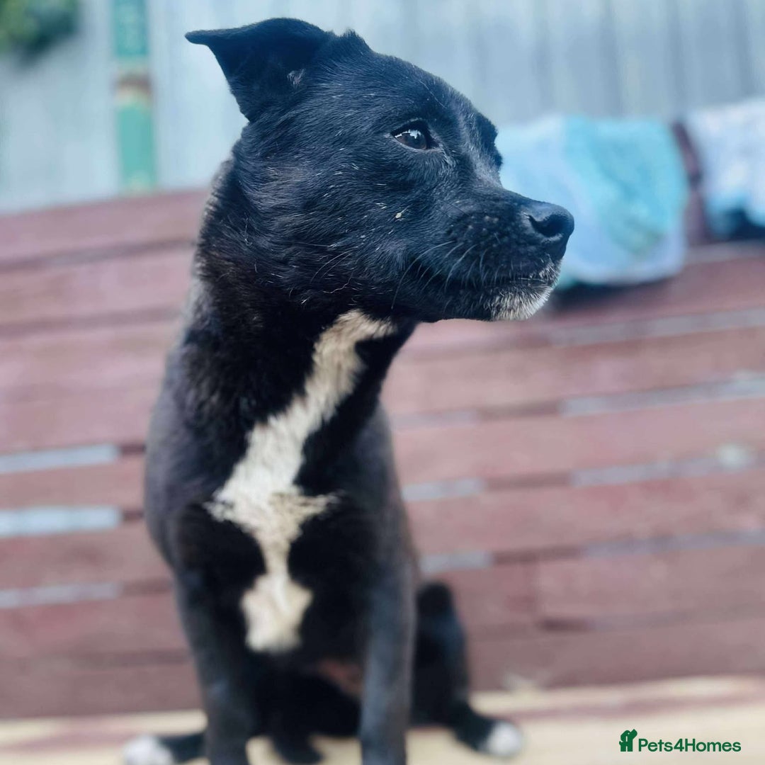 Mixed Breed dogs for adoption: Little Lucky - Image 3