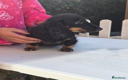 Miniature Dachshund dogs for sale: Reduced and ready to leave. Fully vaccinated - Image 19