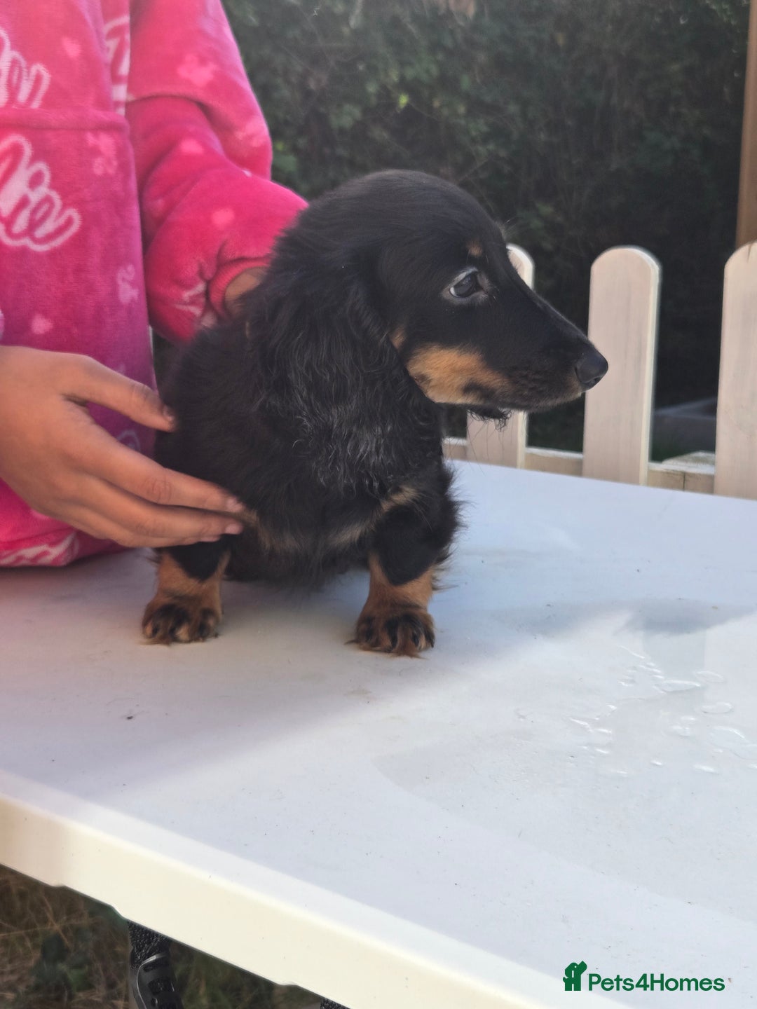 Miniature Dachshund dogs for sale: Reduced and ready to leave. Fully vaccinated - Image 19