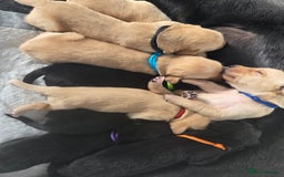 Labrador Retriever dogs for sale: Labrador puppies  - Image 7