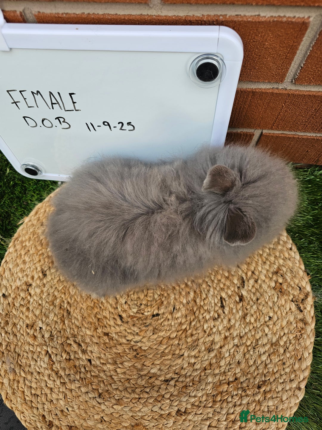 Lionhead rabbits for sale: Double Maned Lionhead  - Image 1