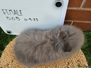 Lionhead rabbits - Advert 1