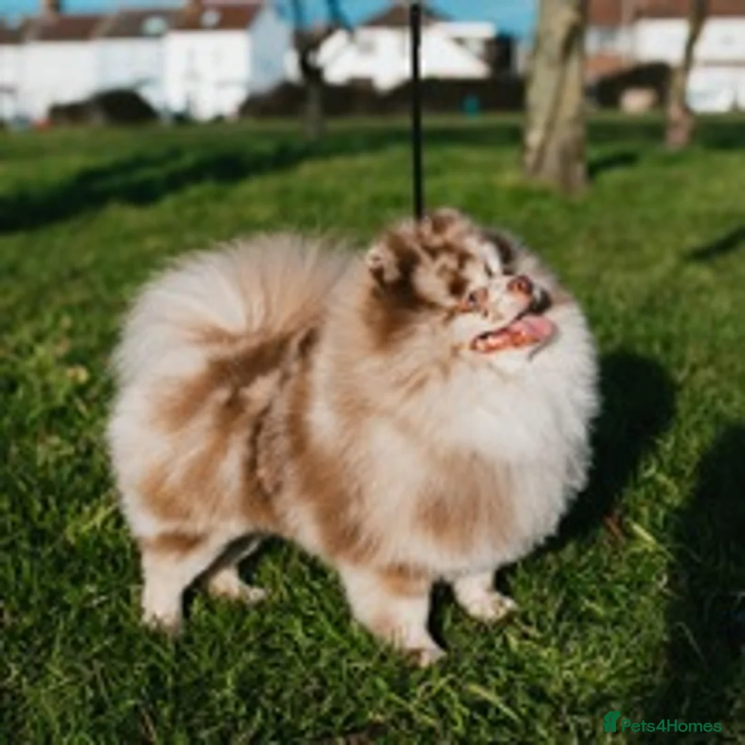Pomeranian dogs for stud: Chocolate Merle Stud Health Tested in Dartford - Advert 5