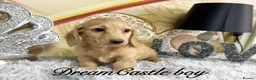 Miniature Dachshund dogs for sale: Ready to leave Kc long coat cream puppies  - Advert 17