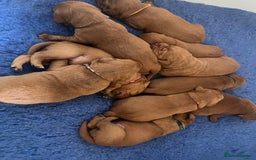 Labrador Retriever dogs for sale: Health tested extremely dark fox red Labradors - Image 2