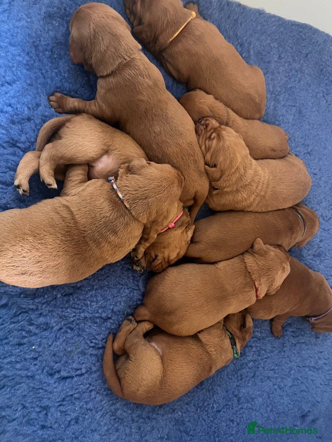 Labrador Retriever dogs for sale: Health tested extremely dark fox red Labradors - Image 2