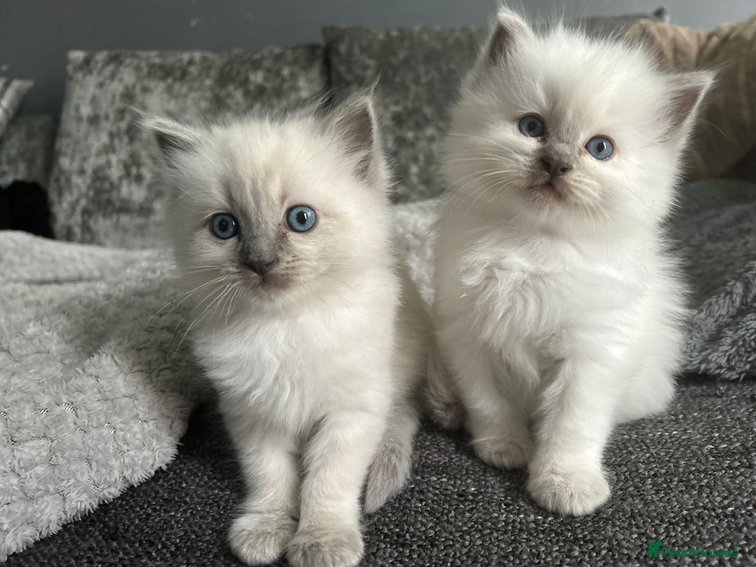 Ragdoll cats for sale: Stunning Ragdoll Kittens - Ready to leave - Image 3