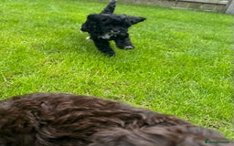 Cavapoo dogs for sale: F1 Cavapoo pups girls ready to leave now . - Image 18