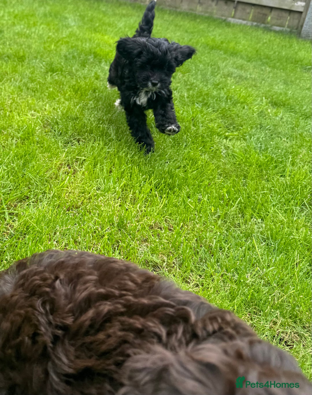 Cavapoo dogs for sale: F1 Cavapoo pups girls ready to leave now . - Image 18