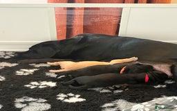 Labrador Retriever dogs for sale: Beautiful full pedigree Labrador chunky puppies - Image 5