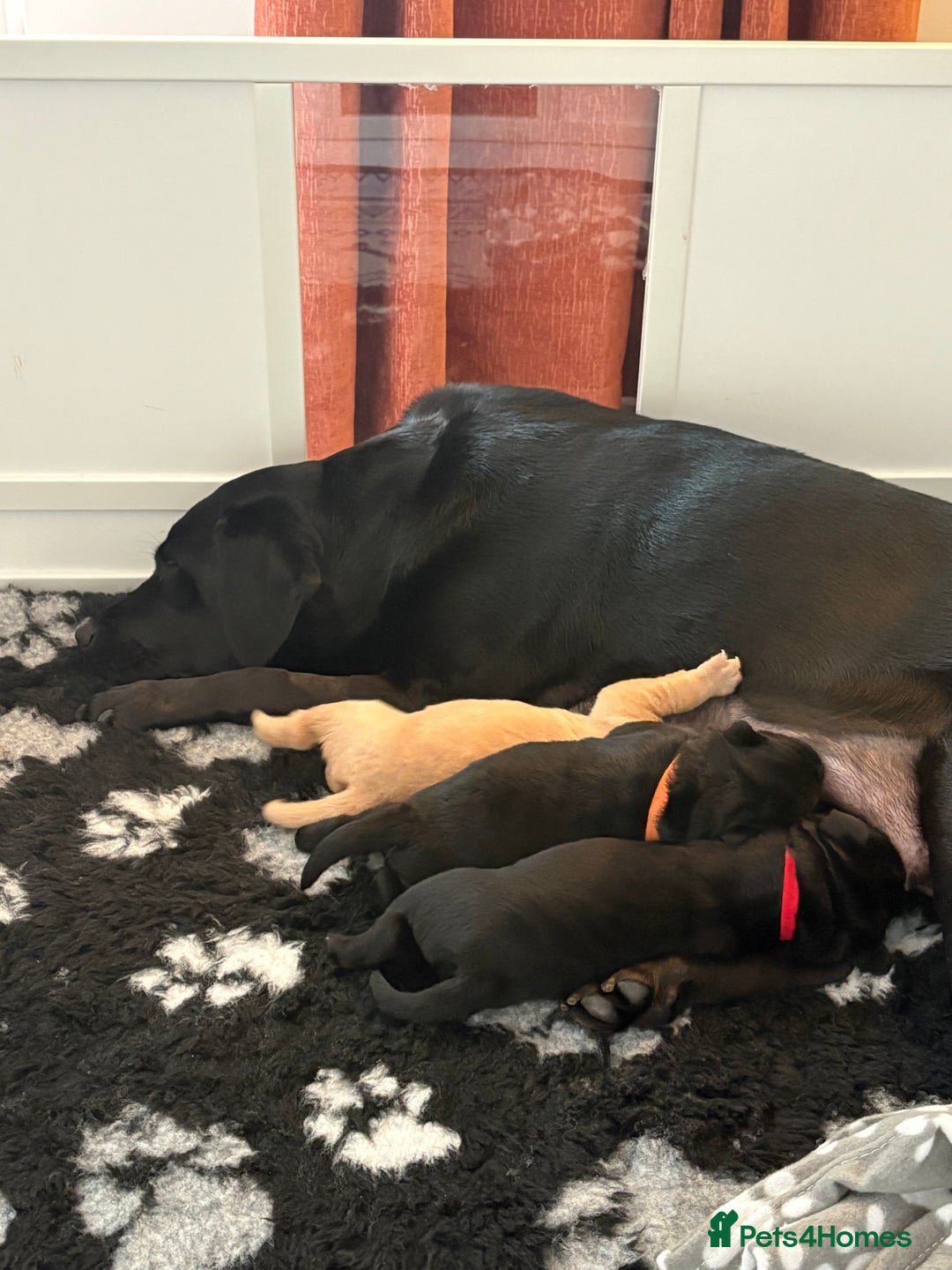 Labrador Retriever dogs for sale: Beautiful full pedigree Labrador chunky puppies - Image 5
