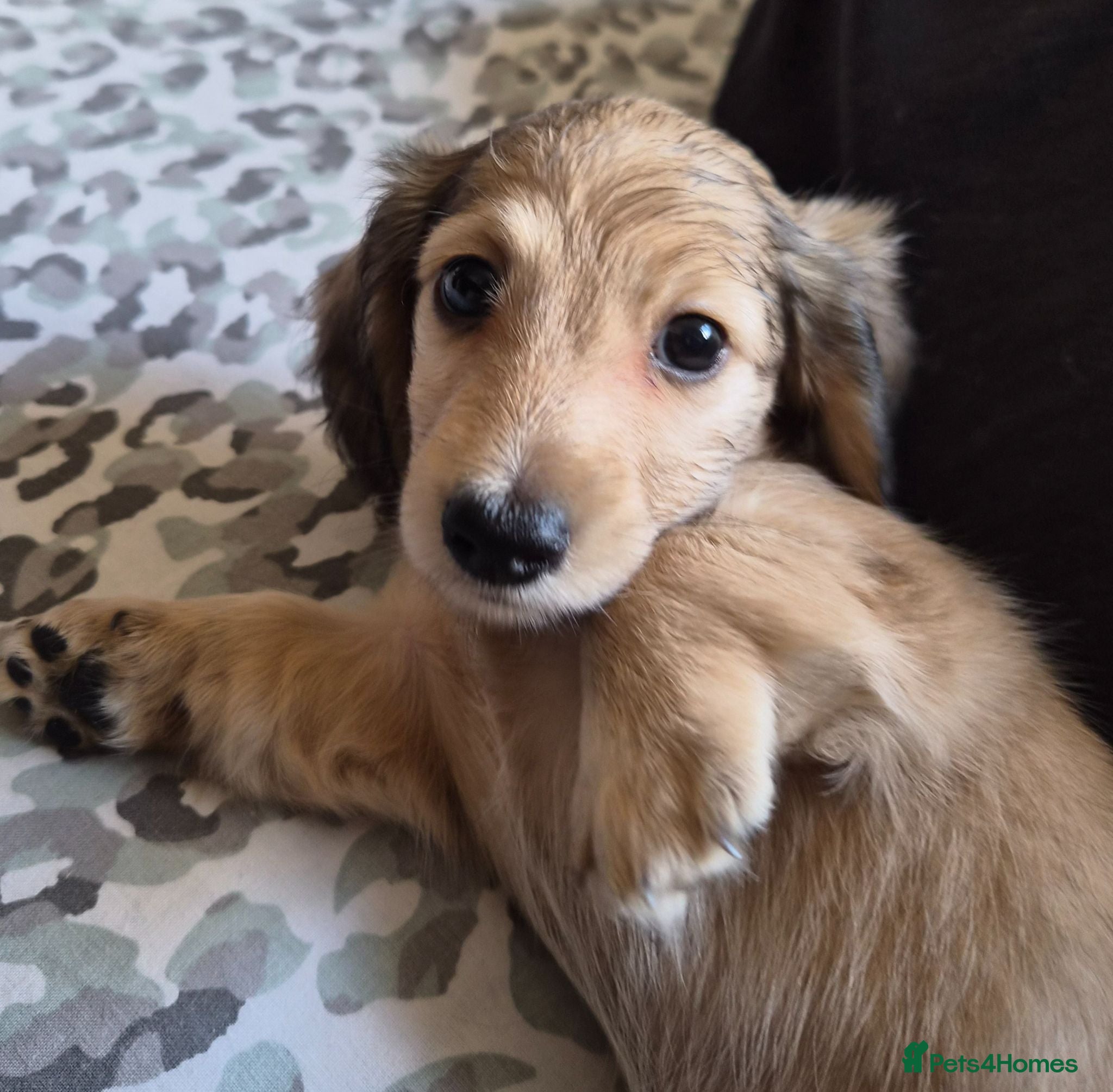 Miniature Dachshund dogs Kc reg miniature daschund puppies  - Advert 13