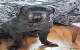 Neapolitan Mastiff dogs for sale: Neopolitan mastiff  2 years old.  - Image 2