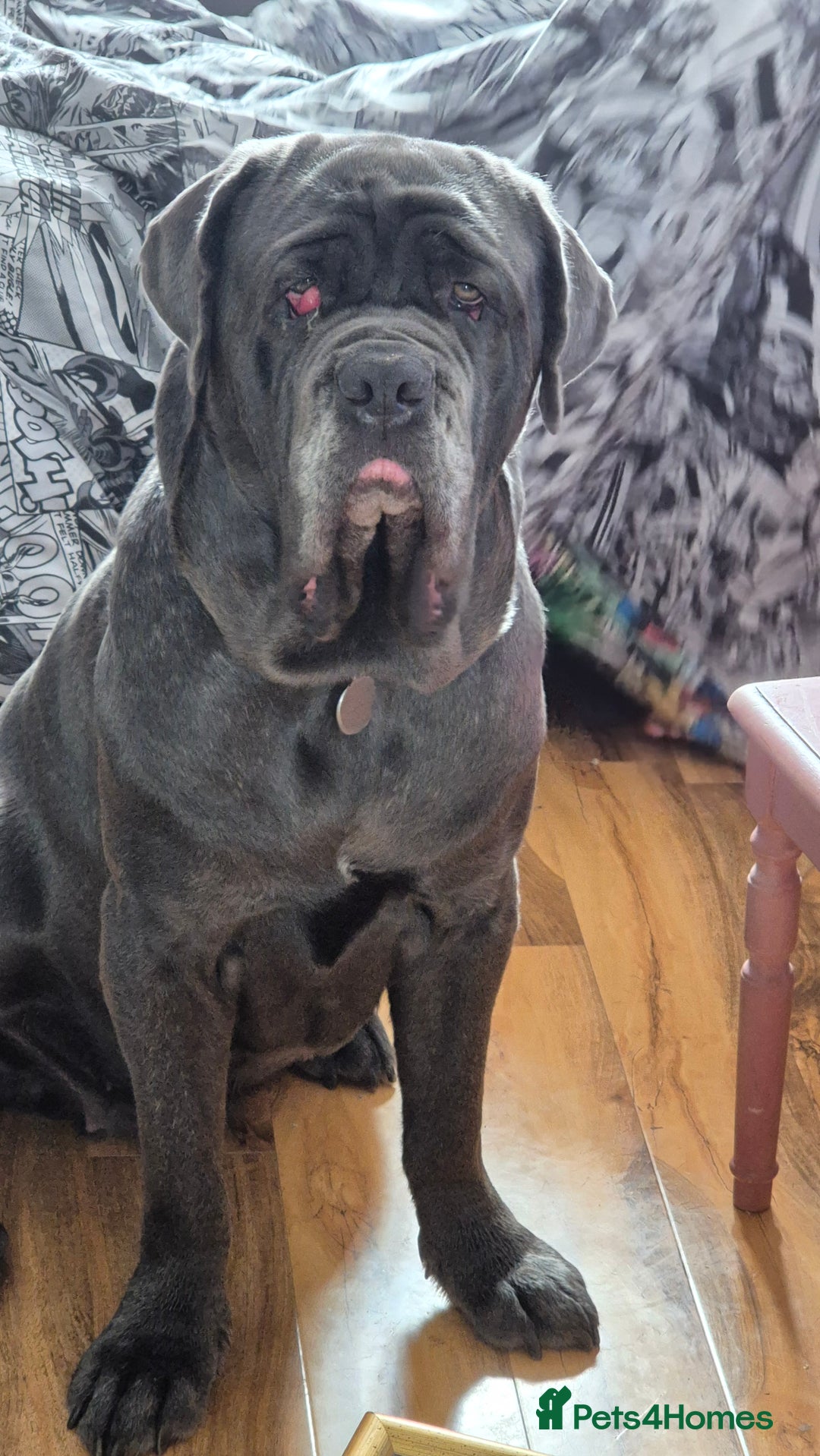 Neapolitan Mastiff dogs for sale: Neopolitan mastiff  2 years old.  - Image 2