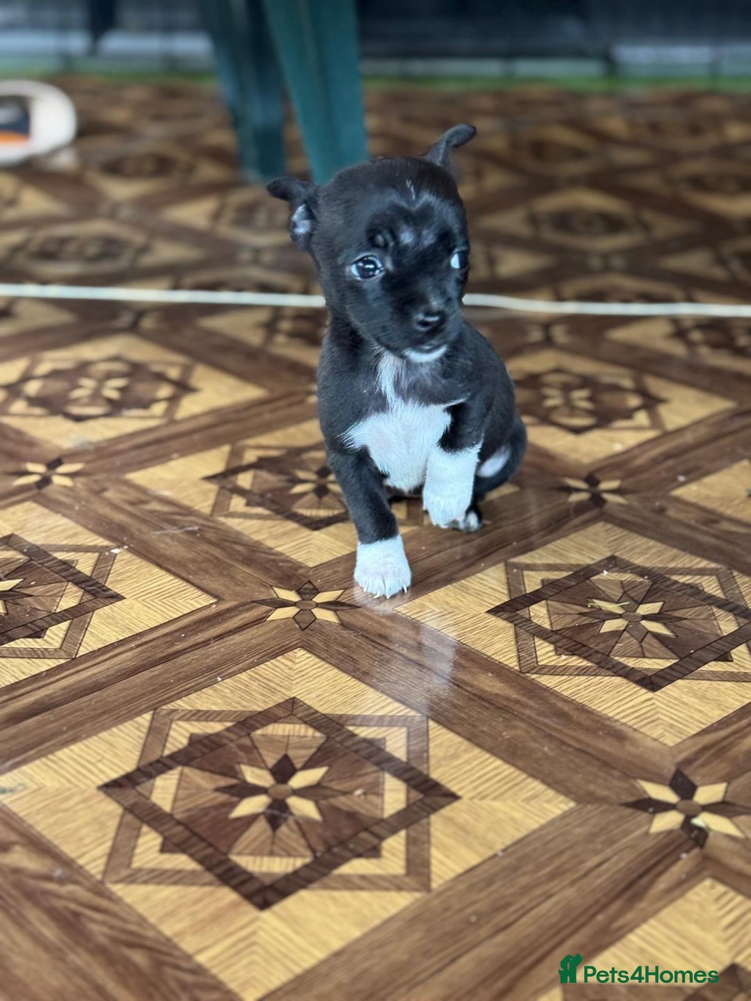 Mixed Breed dogs for adoption: FLORA - a Lovely tiny puppy girl for a Loving Home - Advert 30