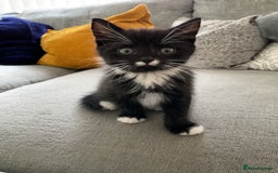 Mixed Breed cats for sale: Beautiful kittens tuxedo tabby & calico - Image 5