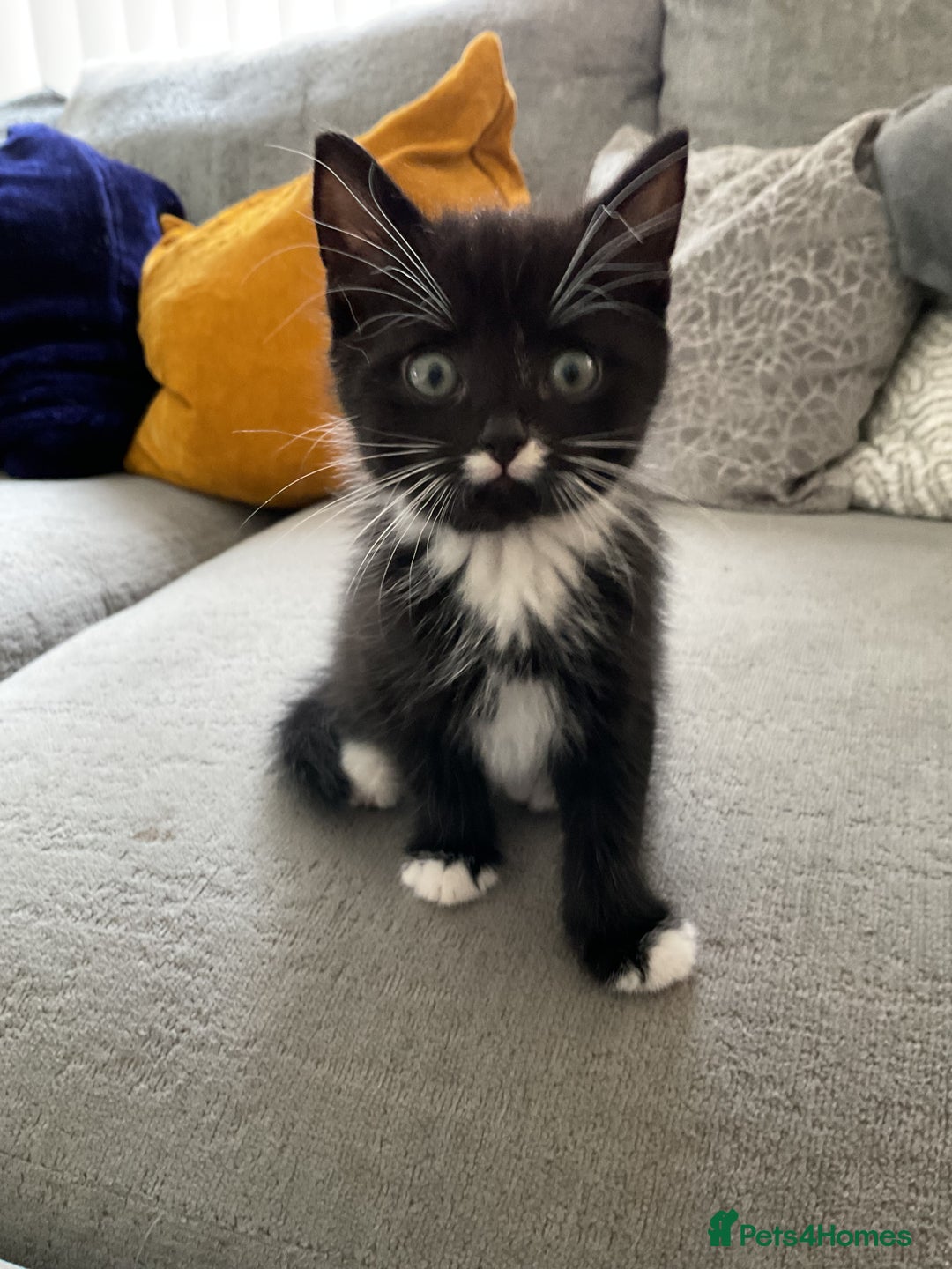 Mixed Breed cats for sale: Beautiful kittens tuxedo tabby & calico - Image 5