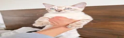 Bengal cats for sale: Pedigree, Super socialised Bengal Kittens - Advert 13