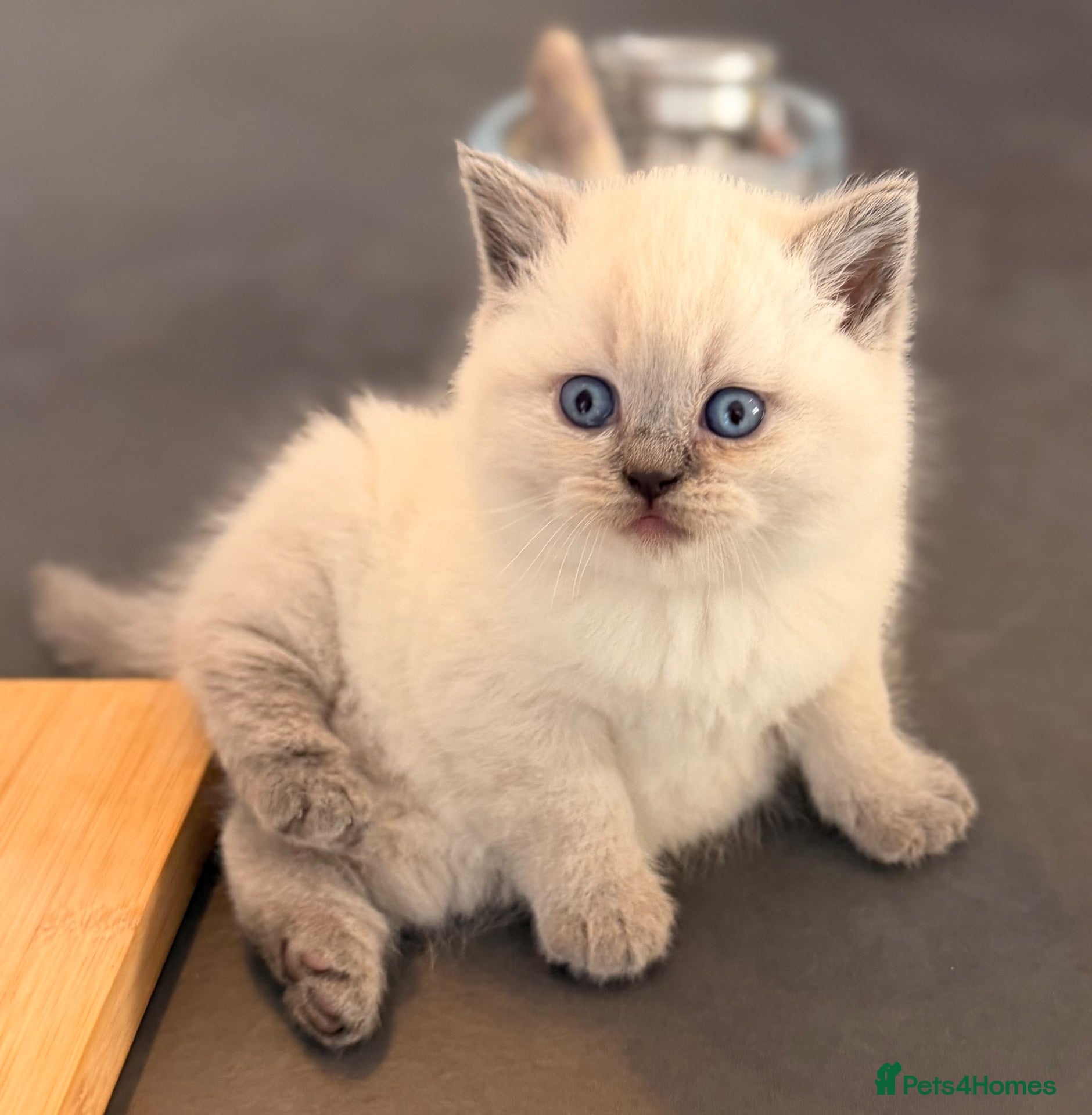 British Shorthair cats GCCF BRITISH SHORTHAIR KITTENS - Advert 2