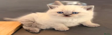 Kitten 2