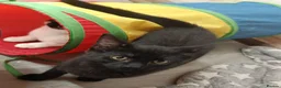 British Shorthair cats for sale: 4 beautiful male kittens needing good homes in Crewe - Advert 3