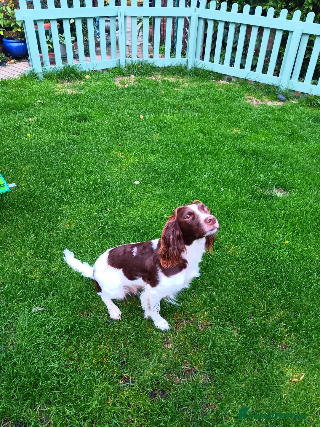 English Springer Spaniel dogs for sale: springer spaniel puppies - Image 2