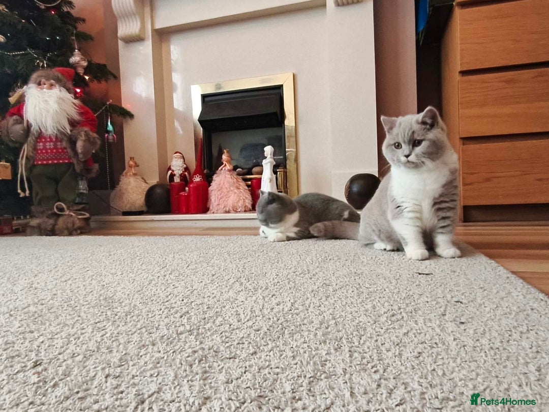 British Shorthair cats for sale: British shorthair - Advert 12