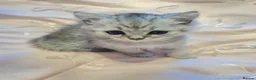 Persian cats for sale: Chinchilla persian X ready now - Advert 9
