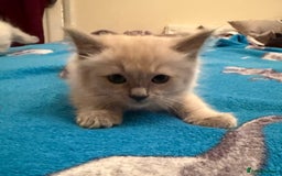 Ragdoll cats for sale: GCCF Champion Mink & blue point Ragdolls - Image 7