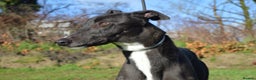 Greyhound dogs for sale: Retired Greyhounds for Rehoming  - Advert 3