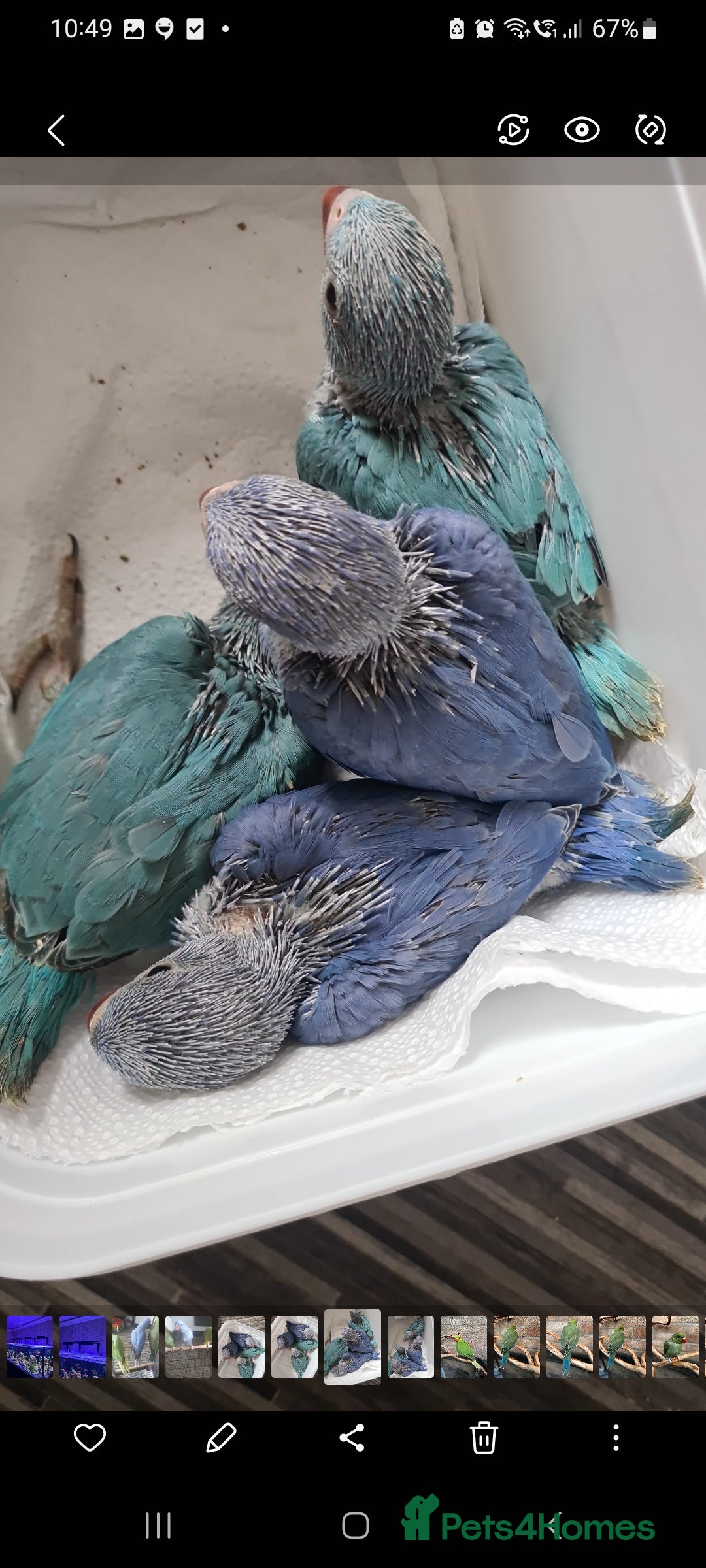 Ringnecks birds for sale: Indianecks  - Image 4