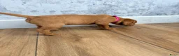 Hungarian Vizsla dogs for sale: Short haired Hungarian Viszla - Advert 19