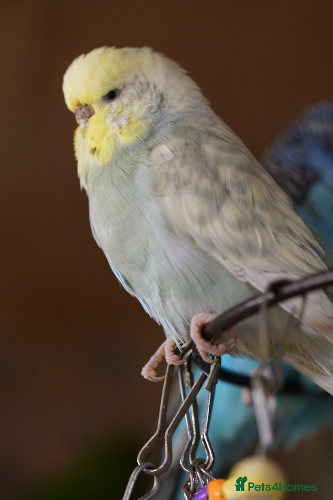 Budgerigars birds for sale: Budgies  - Advert 15