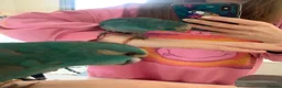 Parakeets birds for sale: Hand Reared Baby Kakarikis  - Advert 4