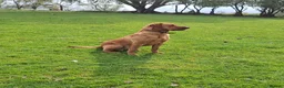 Cockerdor dogs for sale: Fox red cockerdor puppies - Advert 3