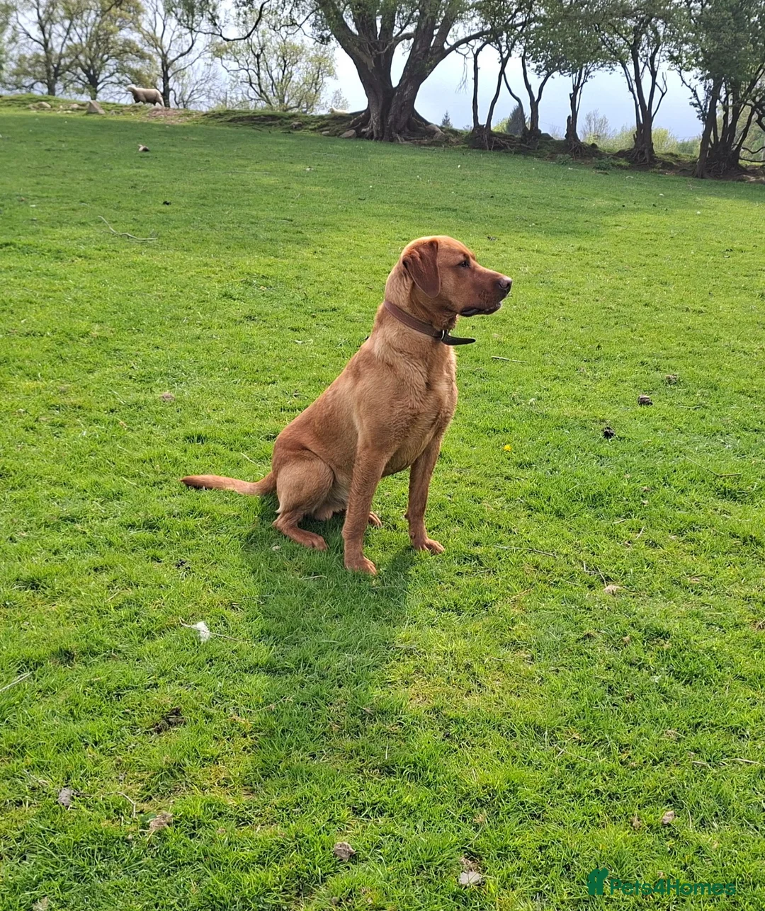 Cockerdor dogs for sale: Fox red cockerdor puppies - Advert 3