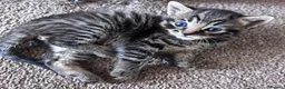 Mixed Breed cats for sale: Beautiful fluffy kittens - Advert 18
